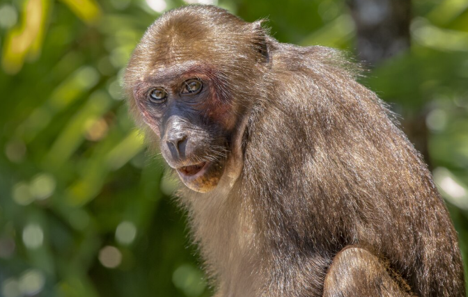 Lion maned monkey